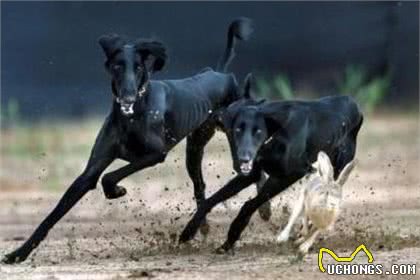为什么细犬很少人养?跑得再快，也躲不过这几点
