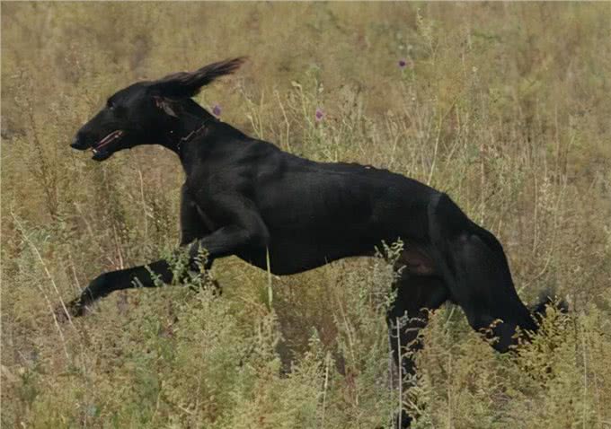 为什么细犬很少人养?跑得再快，也躲不过这几点