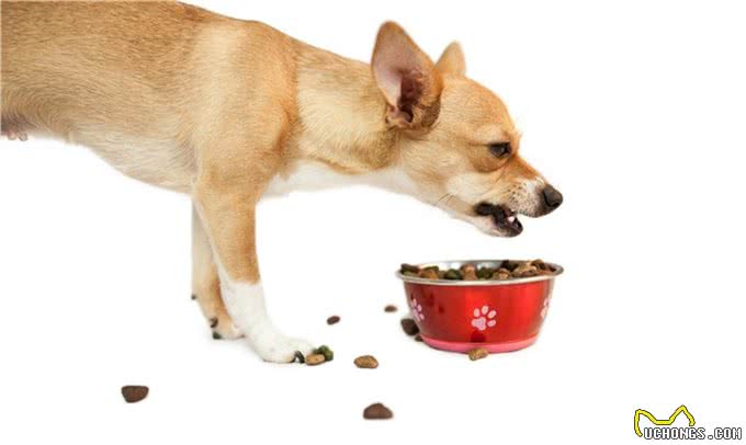 训练狗狗外出时不随便乱吃东西不捡食
