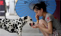 训练狗狗外出时不随便乱吃东西不捡食