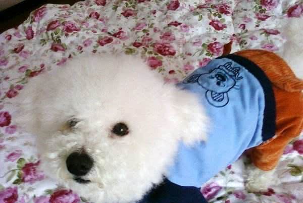 比熊犬怎么养，饲养比熊犬的正确方法