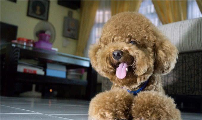 悄悄告诉你泰迪犬独自在家搞破坏，怎么解决