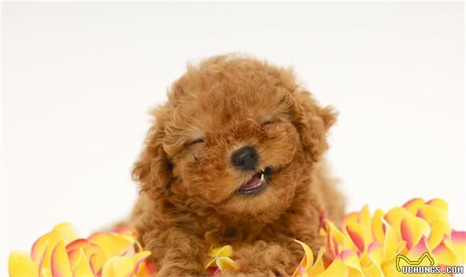 悄悄告诉你泰迪犬独自在家搞破坏，怎么解决