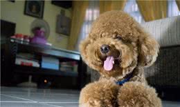 悄悄告诉你泰迪犬独自在家搞破坏，怎么解决