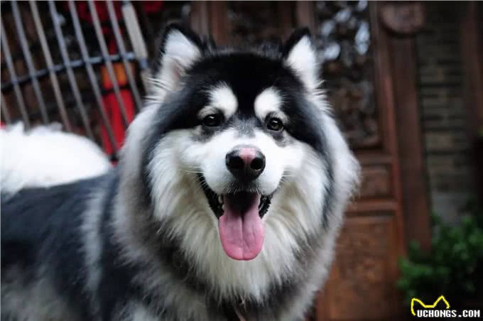 为大型犬正名:我们只是长得大，我们一点儿也不凶~