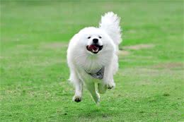 为大型犬正名:我们只是长得大，我们一点儿也不凶~