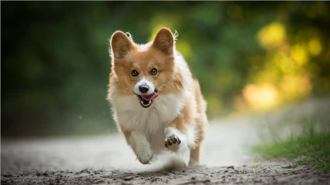 狗狗对人类健康的九大有益影响