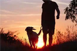 狗狗对人类健康的九大有益影响