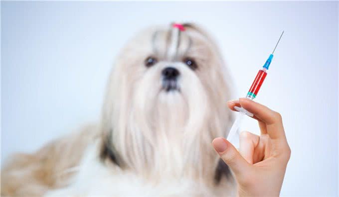 细小、犬瘟如何得来?刚回家的小狗如何预防?