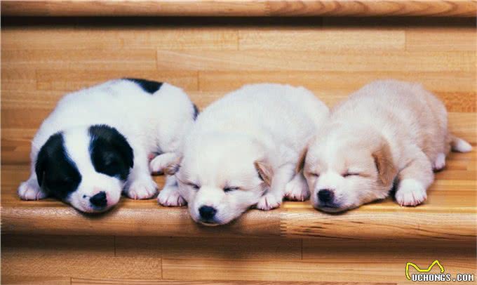 细小、犬瘟如何得来?刚回家的小狗如何预防?