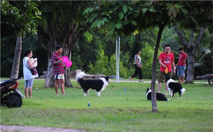 细小、犬瘟如何得来?刚回家的小狗如何预防?