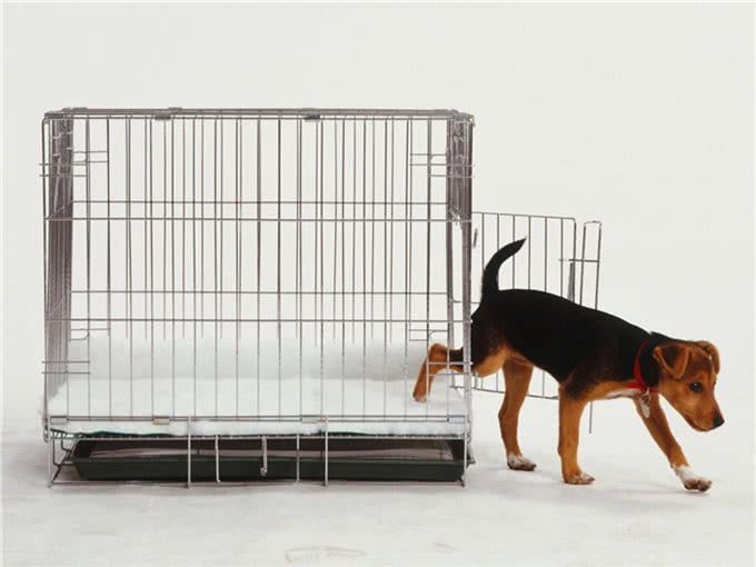 细小、犬瘟如何得来?刚回家的小狗如何预防?