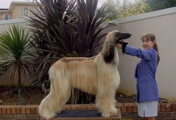 国内禁止饲养阿富汗犬，究竟为啥?知道真相后都不敢养了!