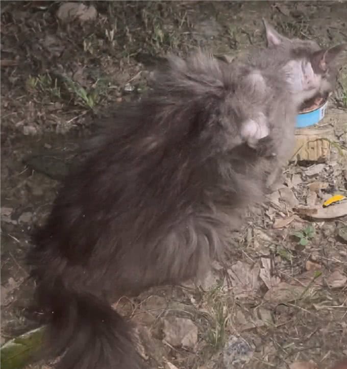 曾满身褴褛，靠投喂才勉强活下来的流浪蓝猫，幸运获救后已大变样