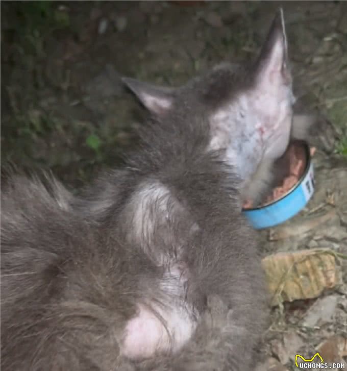 曾满身褴褛，靠投喂才勉强活下来的流浪蓝猫，幸运获救后已大变样
