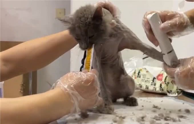 曾满身褴褛，靠投喂才勉强活下来的流浪蓝猫，幸运获救后已大变样