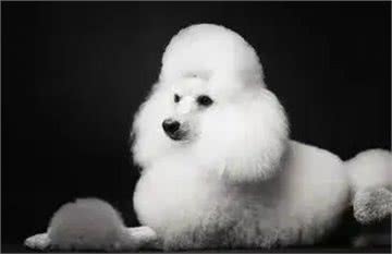 贵宾犬知识科普，你了解贵宾犬吗?