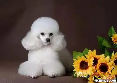 贵宾犬知识科普，你了解贵宾犬吗?