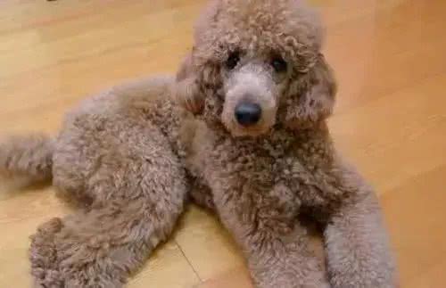 贵宾犬知识科普，你了解贵宾犬吗?