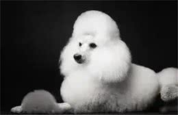 贵宾犬知识科普，你了解贵宾犬吗?