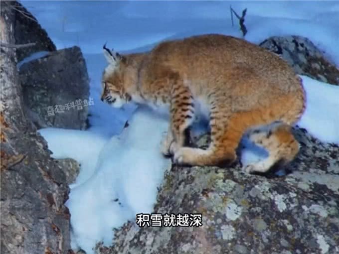 你见过会飞的猫吗?少数在冬天活动的小喵咪—动物世界