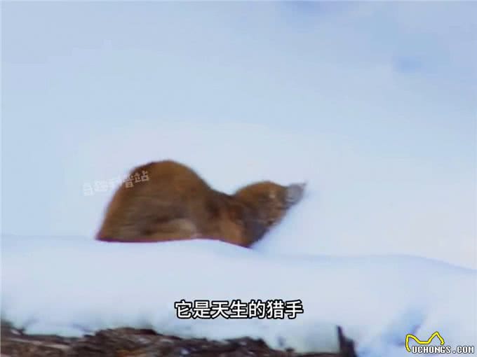 你见过会飞的猫吗?少数在冬天活动的小喵咪—动物世界
