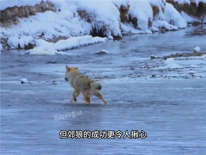 你见过会飞的猫吗?少数在冬天活动的小喵咪—动物世界