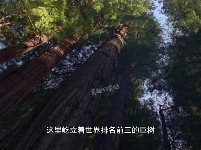 你见过会飞的猫吗?少数在冬天活动的小喵咪—动物世界