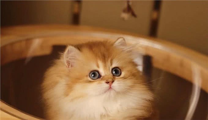 长毛金渐层和短毛金渐层有什么区别