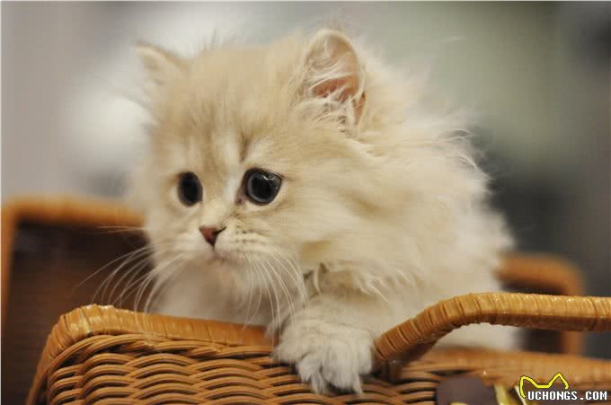 长毛金渐层和短毛金渐层有什么区别