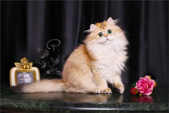 长毛金渐层和短毛金渐层有什么区别