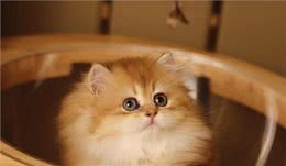 长毛金渐层和短毛金渐层有什么区别