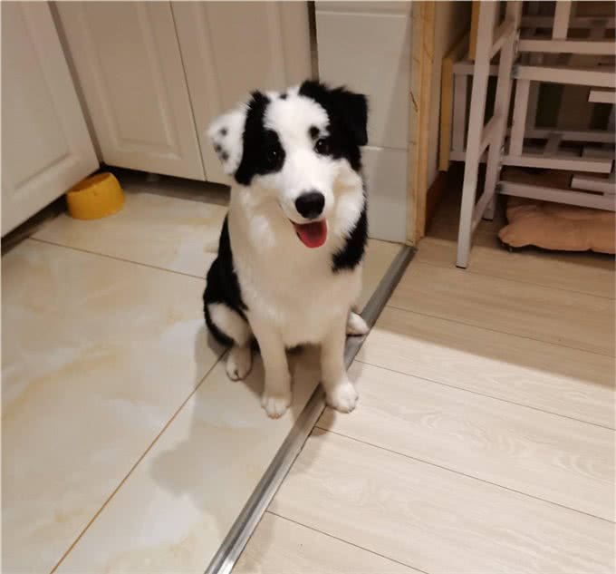 狗狗听话训练的最佳时机、力度、部位与情绪