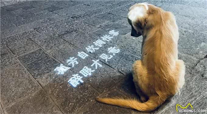 狗狗听话训练的最佳时机、力度、部位与情绪