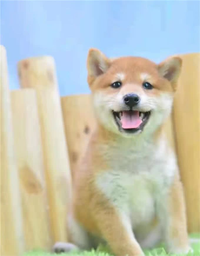 狗狗听话训练的最佳时机、力度、部位与情绪