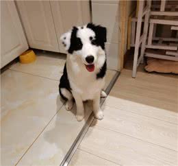 狗狗听话训练的最佳时机、力度、部位与情绪