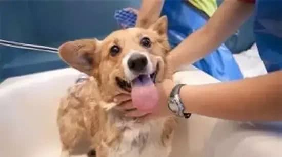 不去宠物店，自己在家也能给狗洗澡