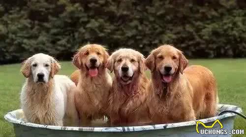 不去宠物店，自己在家也能给狗洗澡