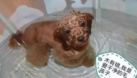 不去宠物店，自己在家也能给狗洗澡