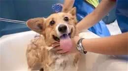 不去宠物店，自己在家也能给狗洗澡