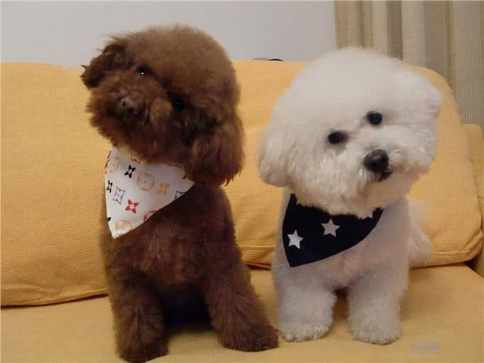 有什么狗聪明易训练，值得饲养?网友:这6种狗很不错