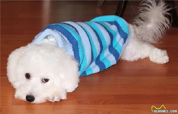 有什么狗聪明易训练，值得饲养?网友:这6种狗很不错