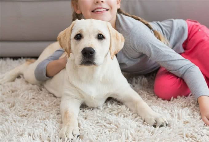 有什么狗聪明易训练，值得饲养?网友:这6种狗很不错