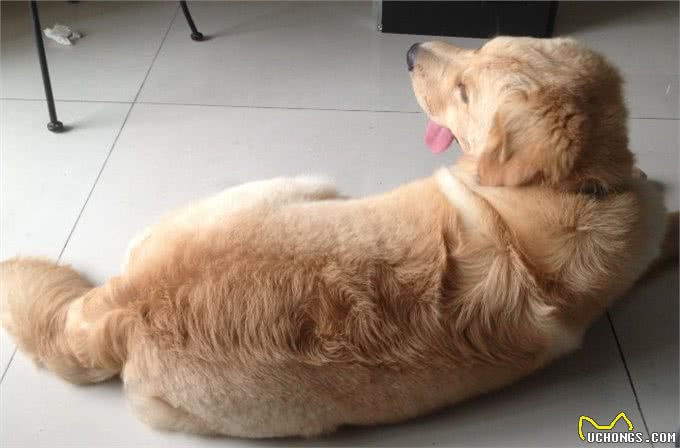 有什么狗聪明易训练，值得饲养?网友:这6种狗很不错