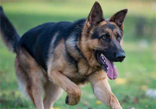 有什么狗聪明易训练，值得饲养?网友:这6种狗很不错