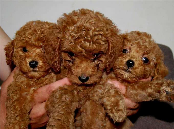 有什么狗聪明易训练，值得饲养?网友:这6种狗很不错