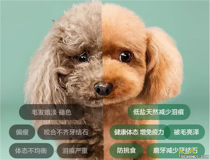 有什么狗聪明易训练，值得饲养?网友:这6种狗很不错