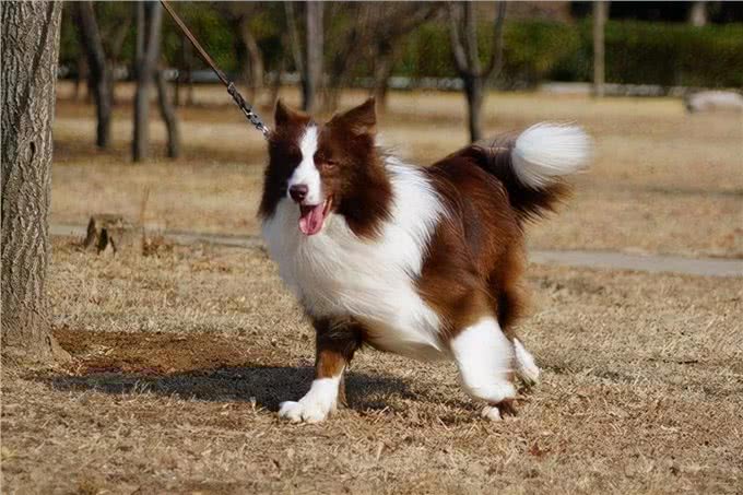 有什么狗聪明易训练，值得饲养?网友:这6种狗很不错