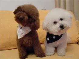 有什么狗聪明易训练，值得饲养?网友:这6种狗很不错