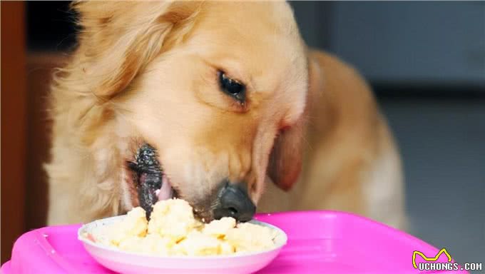 狗狗吃了对身体有益的几种食物，好吃还很营养